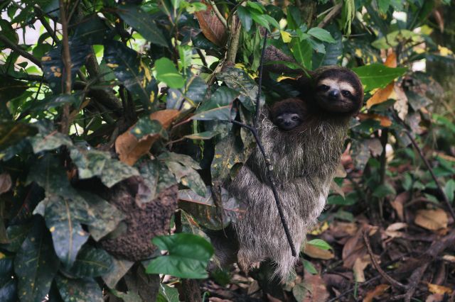 Sloths by Manuel Oppel del Rio from Unsplash